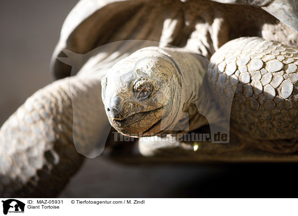 Riesenschildkrte / Giant Tortoise / MAZ-05931