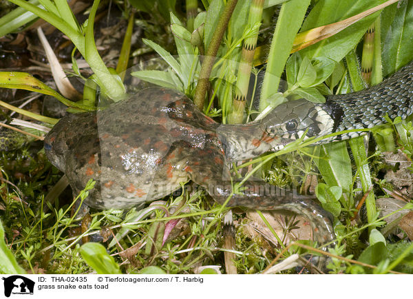 grass snake eats toad / THA-02435