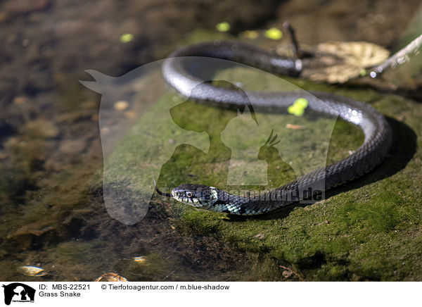Ringelnatter / Grass Snake / MBS-22521