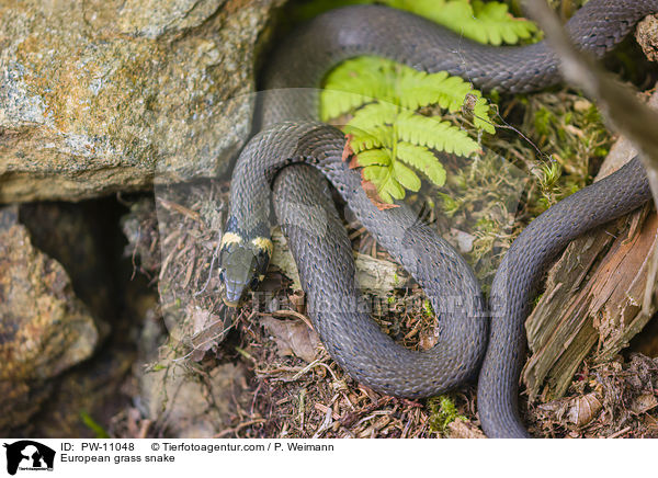 Ringelnatter / European grass snake / PW-11048
