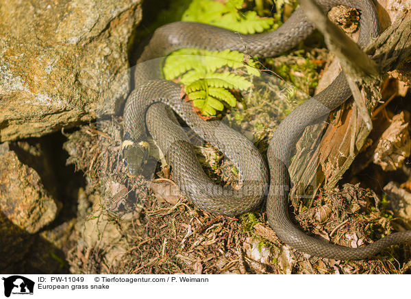 Ringelnatter / European grass snake / PW-11049