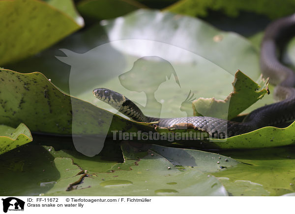 Ringelnatter auf Seerose / Grass snake on water lily / FF-11672