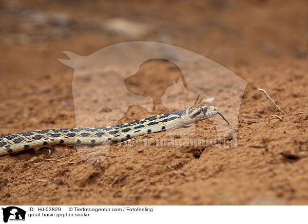Great Basin Gophernatter / great basin gopher snake / HJ-03829