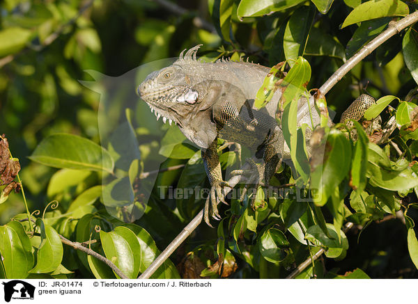 green iguana / JR-01474