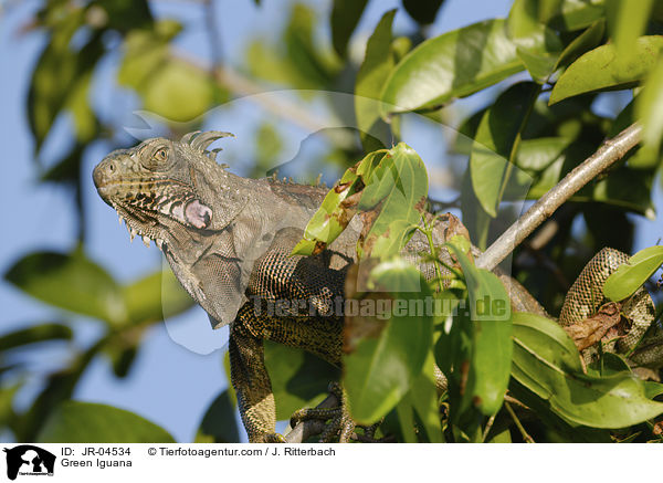 Grner Leguan / Green Iguana / JR-04534