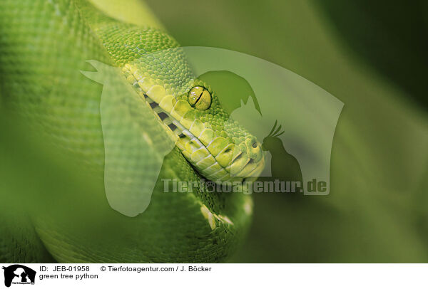 Grner Baumpython / green tree python / JEB-01958