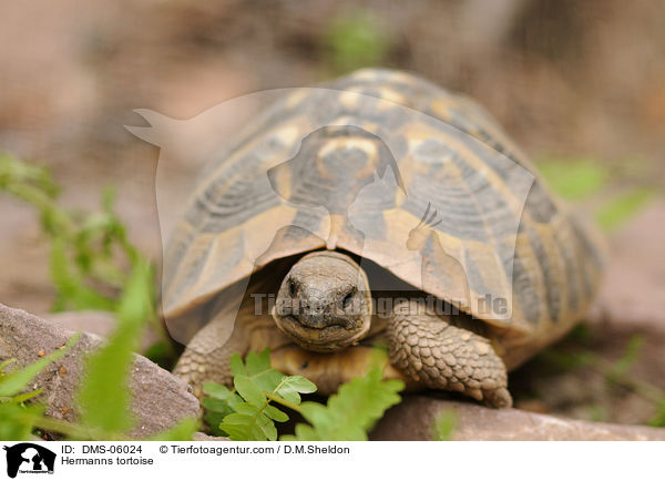 Hermanns tortoise / DMS-06024