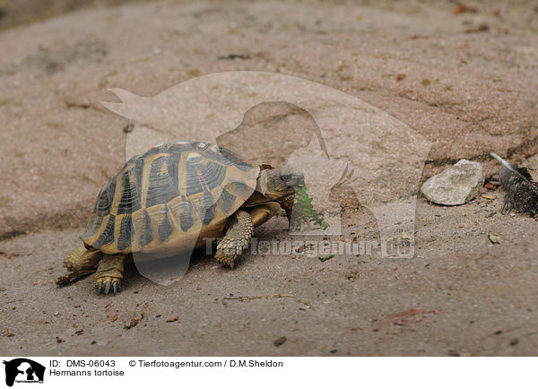 Hermanns tortoise / DMS-06043