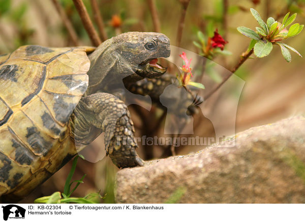 Hermann's tortoise / KB-02304