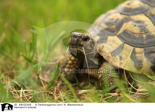 Hermann's tortoise / KB-02308