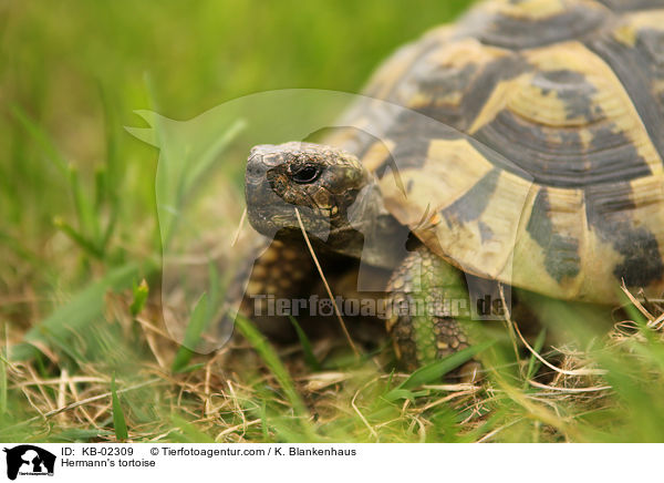 Hermann's tortoise / KB-02309