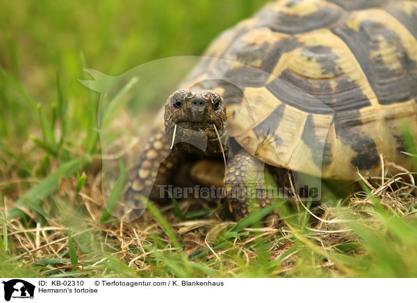 Hermann's tortoise / KB-02310