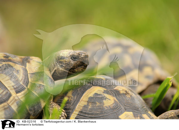 Hermann's tortoises / KB-02316