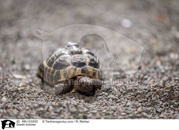 Greek tortoise / RR-103555