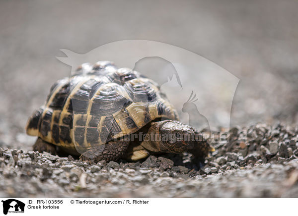 Greek tortoise / RR-103556