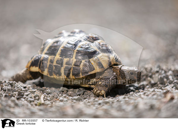 Greek tortoise / RR-103557