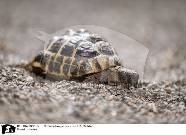 Greek tortoise / RR-103559