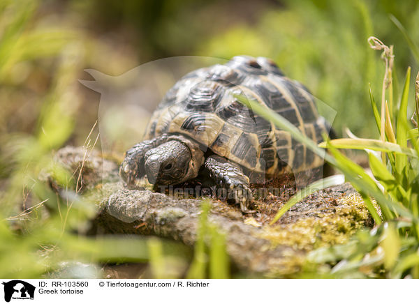 Greek tortoise / RR-103560