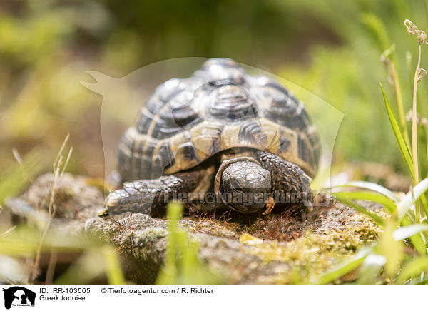 Greek tortoise / RR-103565