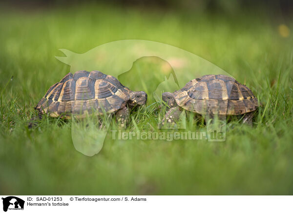 Hermann's tortoise / SAD-01253
