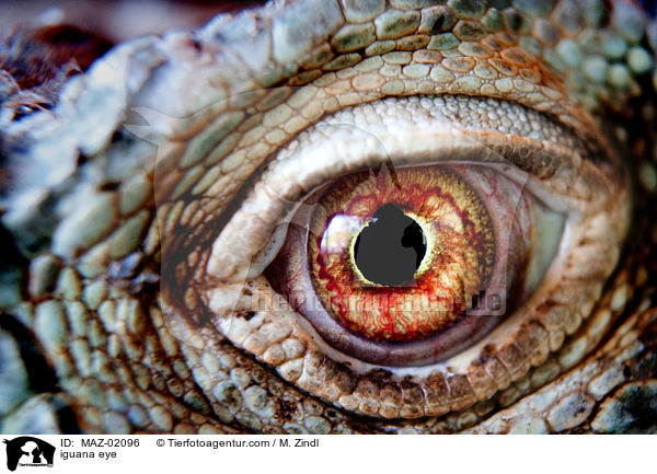 iguana eye / MAZ-02096