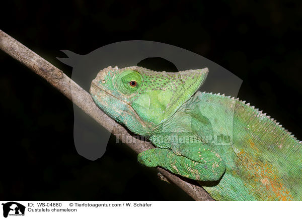 Riesenchamleon / Oustalets chameleon / WS-04880