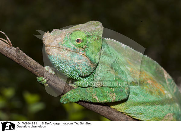 Riesenchamleon / Oustalets chameleon / WS-04881