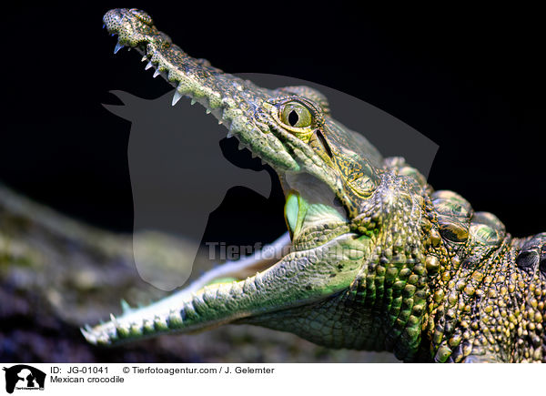 Mexican crocodile / JG-01041