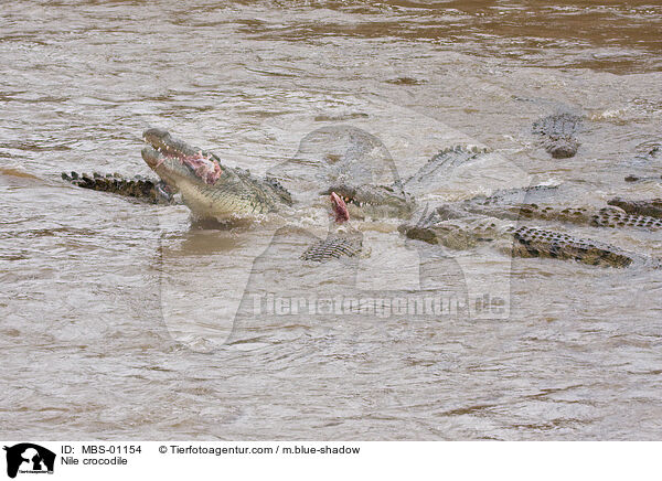Nile crocodile / MBS-01154