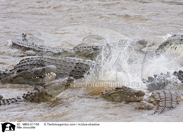 Nile crocodile / MBS-01156