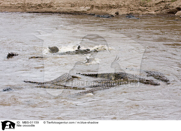 Nile crocodile / MBS-01159