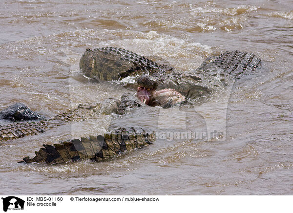 Nile crocodile / MBS-01160