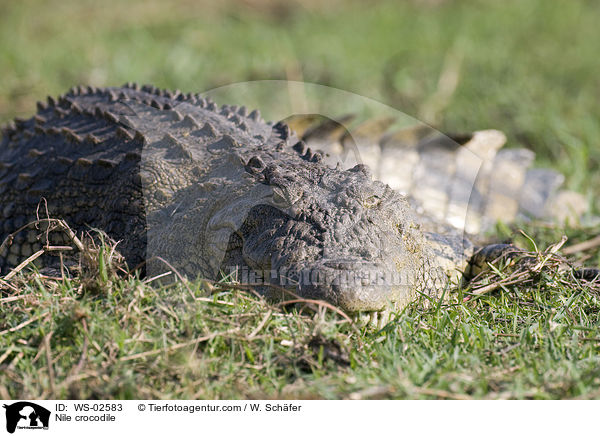 Nile crocodile / WS-02583