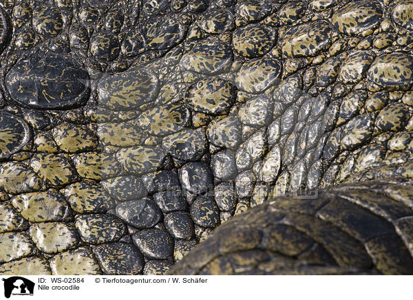Nile crocodile / WS-02584