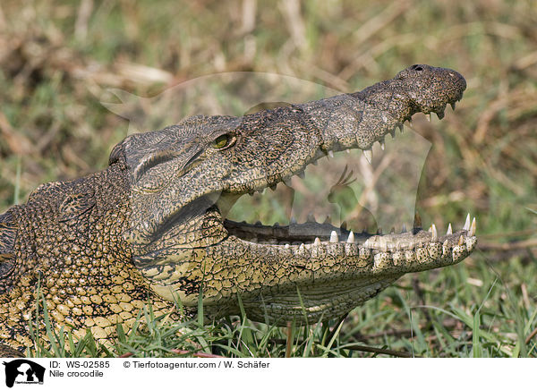 Nile crocodile / WS-02585