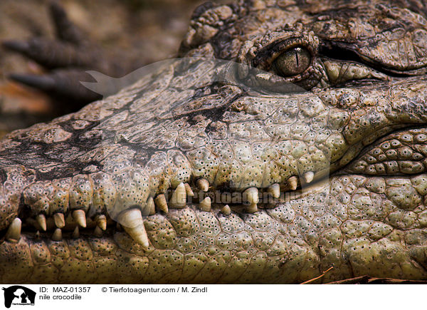 nile crocodile / MAZ-01357