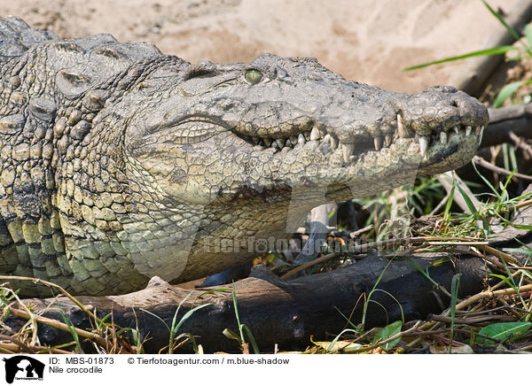 Nile crocodile / MBS-01873