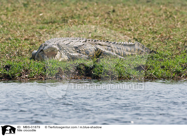 Nile crocodile / MBS-01879