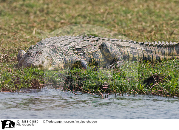 Nile crocodile / MBS-01880