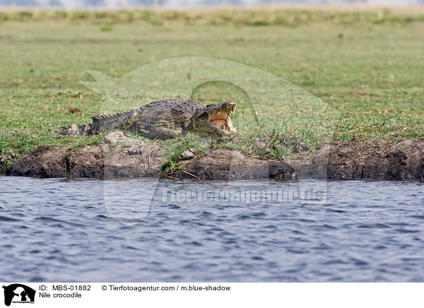 Nile crocodile / MBS-01882
