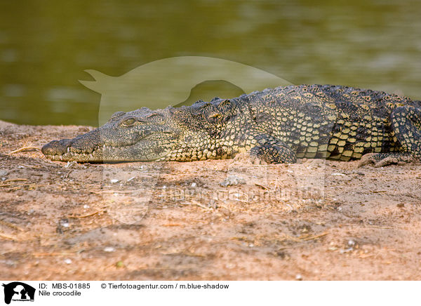 Nile crocodile / MBS-01885
