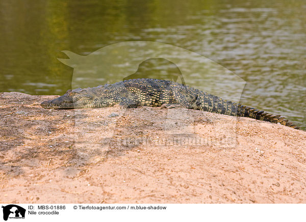 Nile crocodile / MBS-01886
