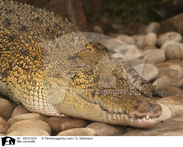 Nile crocodile / CD-01023