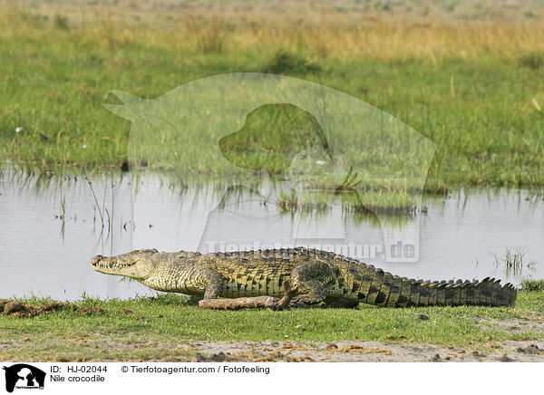 Nile crocodile / HJ-02044