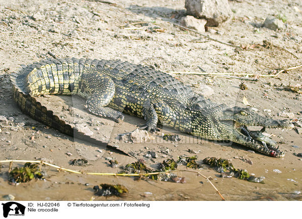 Nile crocodile / HJ-02046