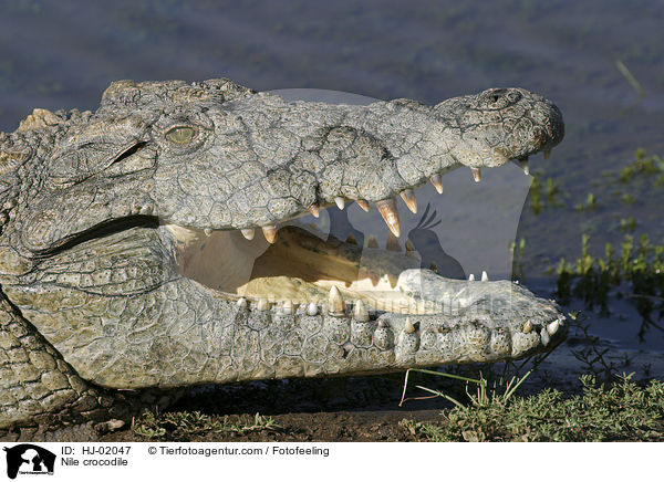 Nile crocodile / HJ-02047