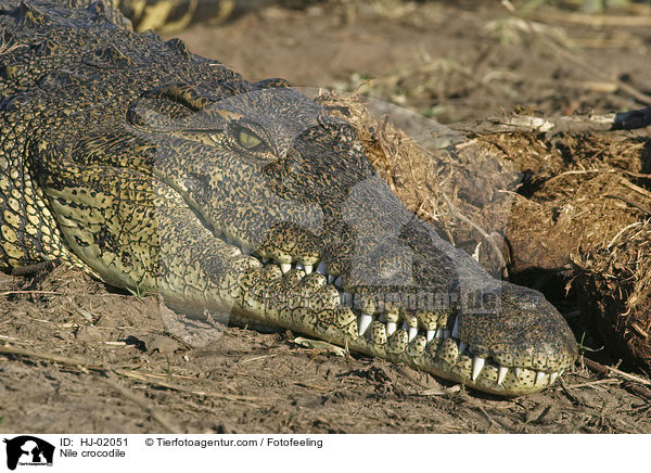 Nile crocodile / HJ-02051