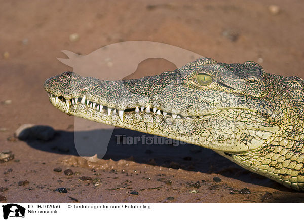 Nile crocodile / HJ-02056