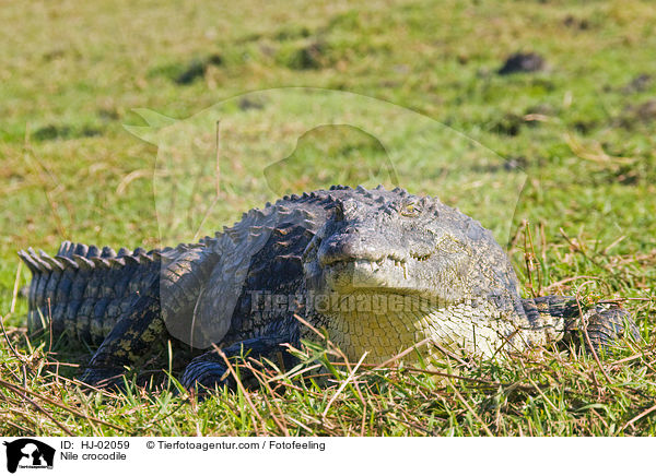 Nile crocodile / HJ-02059