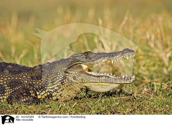 Nile crocodile / HJ-02065